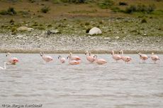Flamingo (7 von 21).jpg